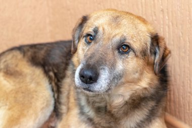 Odada ürkek bakışlı bir köpek