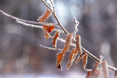 Kış ormanı, güneşli havalarda kuru yaprakları olan buzla kaplı bir ağaç dalıyla.