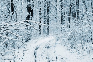Karla kaplı ağaçlarla kaplı kış manzarası ve ormanda karlı bir yol