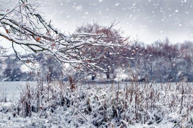 Karla kaplı bir ağaç dalı ve bir kar yağışı sırasında nehrin yanında karla kaplı sazlıklar olan kış manzarası.