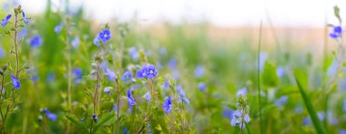 Veronica Dubrovna 'nın mavi çiçekleri, Veronica Dubrovna' nın tarlada açması