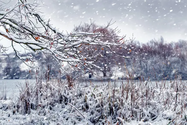 Karla kaplı bir ağaç dalı ve bir kar yağışı sırasında nehrin yanında karla kaplı sazlıklar olan kış manzarası.