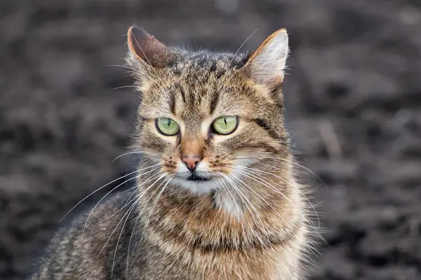 Kahverengi tekir kedi, tarıma elverişli toprakların arka planında dikkatli bir görünüm sergiliyor.