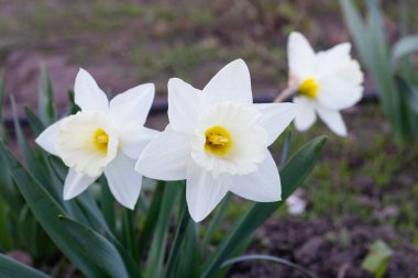 Bahçedeki beyaz nergisler