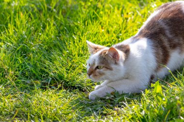 Bahar bahçesindeki bir kedi çimlere çömelmiş, atlamaya hazırlanıyor..