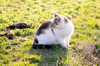 Beyaz benekli kedi bahçede çimlerin üzerinde oturuyor, geriye bakıyor.