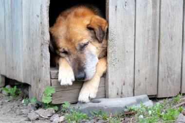 Büyük kahverengi köpek bir köpek kulübesinde uyuyor.