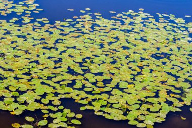 Nehrin mavi suyunda yaprak yeşil su zambağı