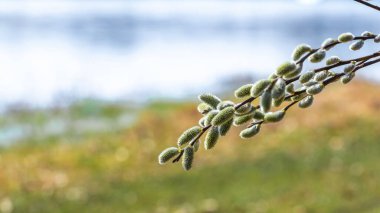 Willow branch with catkins near the forest and river on a blurred light background. Easter background clipart