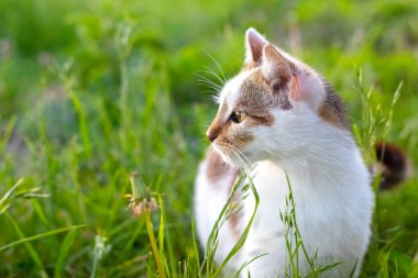Bahçedeki beyaz benekli kedi başka tarafa bakıyor.