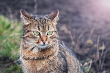 Kahverengi kedi, güneşli bir havada bahçede büyük yeşil gözlü.