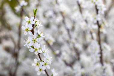 Diken çiçeği, beyaz dikenli çiçekler bulanık bir arka planda bir çalıda