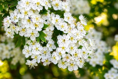 Hawthorn çiçeği, bol çiçekli dikenli dal, beyaz dikenli çiçekler.