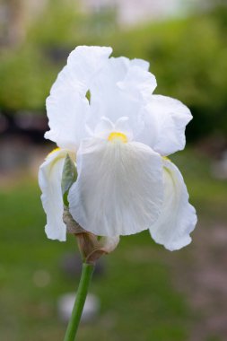 Bahar bahçesinde beyaz irisler açar.
