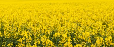 Çiçek açarken sarı kolza tohumu tarlası