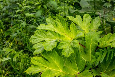 Yabani ot yaprakları yazın yakın çekim yapar.
