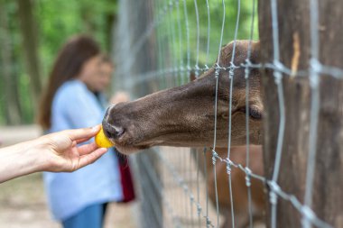 Bir kadın, hayvanat bahçesinde bir geyiği ağla besliyor.