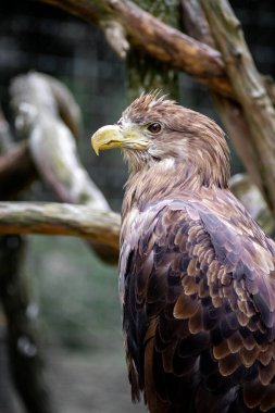 Ormandaki büyük bir kartal kuru bir ağaç dalında oturur.