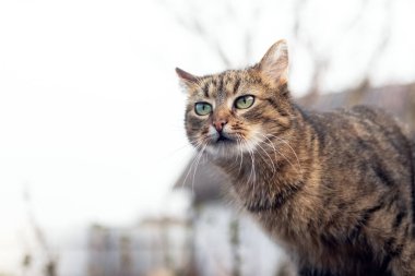 Gökyüzü arka planında korkmuş bir bakışı olan kahverengi kedi