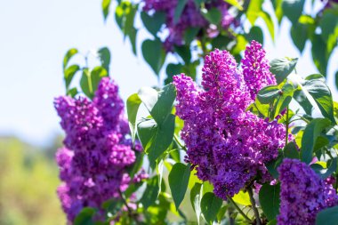 Bahçede mor çiçekli leylak çalısı güneşli bir havada