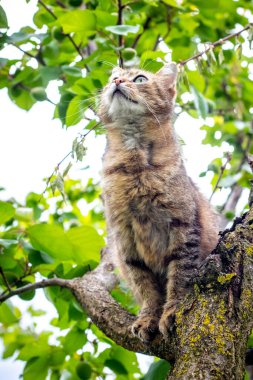 Yeşil yapraklı bir arka planda, bir ağaç dalında oturan kahverengi kedi.