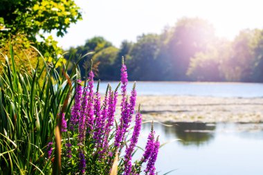 summer landscape with thickets of wildflowers and sedges near the river in sunny weather clipart