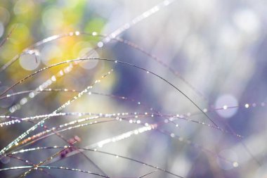 Sabahın köründe çiğ taneleriyle kaplı ot sapları