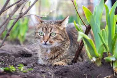 Büyük yeşil gözlü kahverengi bir kedi yeşil bitkilerin arasında bahçede oturur ve dikkatle bir şey izler..