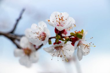 Açık mavi arkaplanda beyaz çiçekli kayısı dalı