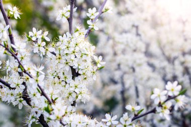 Siyah dikenli dallar Küçük beyaz çiçekler, siyah dikenli çiçekler