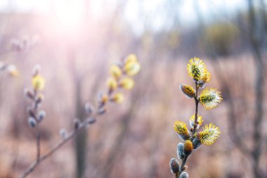 Güneşli bir havada ormanda büyük kabarık tomurcukları olan söğüt ağaçları.