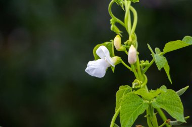 Çiçek açan fasulyeler, arka planda beyaz çiçekli fasulye sapları.