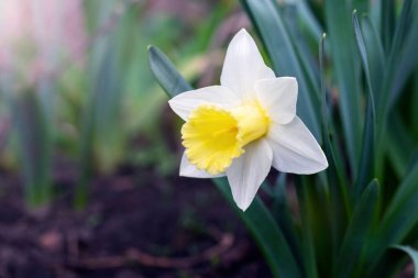 Beyaz nergis çiçeği güneşli bir günde bahçeye yakın çekim yapar.