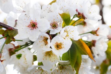 Bahçedeki beyaz kiraz çiçekleri yakın plan bir ağaçta.