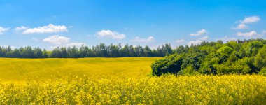 Sarı kolza tohumu çiçekleriyle kaplı bir tarlası olan bahar manzarası ve beyaz bulutlu mavi bir gökyüzü.