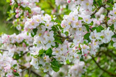 Elma ağacı filizlenen elma dalı Bahçede çiçekler 