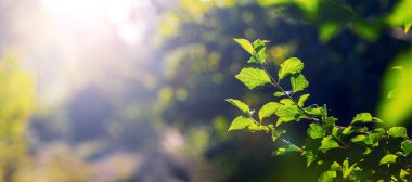 Ormanda yeşil yapraklı ağaç dalı Parlak gün ışığında
