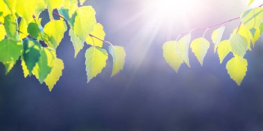 Parlak güneş ışığının arka planında yeşil yapraklı huş dalları