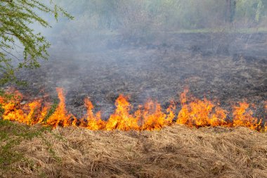 Bir tarlada yangın, kuru ot ve bitki örtüsünde yayılan yangın görünür alevler ve dumanla