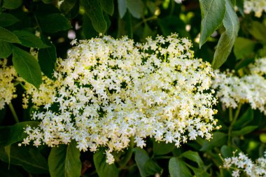 Mürver çiçekleri, bahçedeki çalılıkta beyaz narin mürver çiçekleri.