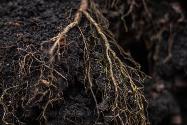 Kara toprakta çıplak bitki kökleri, dünyanın detaylı dokusu ve kök sisteminin ince pleksleri.