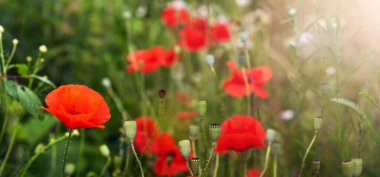 Yeşil çimlerin üzerinde tarlada kırmızı gelincikler