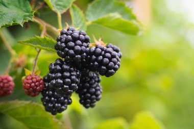 Yeşil yaprakların arasında yetişen olgun böğürtlenler.