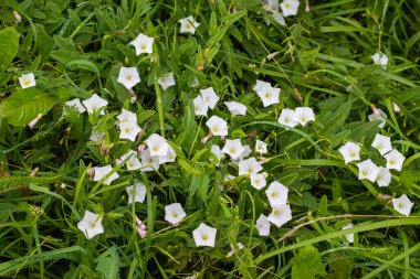 Yeşil arka planda beyaz tarla yosunu (Convolvulus arvensis) çiçekleri