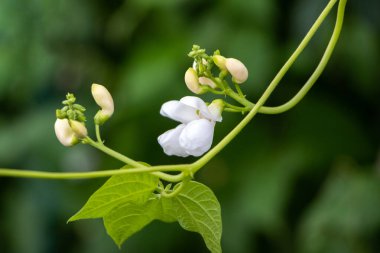 Yeşil arka planda beyaz çiçekler ve sarı tomurcuklu Fasulye (Fas), yakın plan