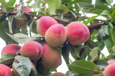 Olgun şeftali (Prunus persica), şeftali dalında pembemsi kırmızı derili, yakın plan.