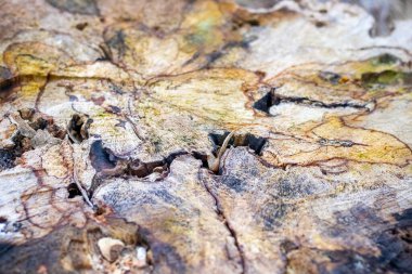 Parlak renk desenli soyut ahşap doku, yakın plan, doğal doku ve detaylara vurgu