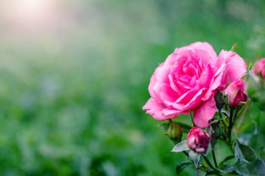 Bulanık yeşil arka planda tomurcukları olan narin pembe bir gül.