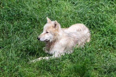 Beyaz kürklü bir kurt vahşi doğada yeşil çimlerin üzerinde uzanır.