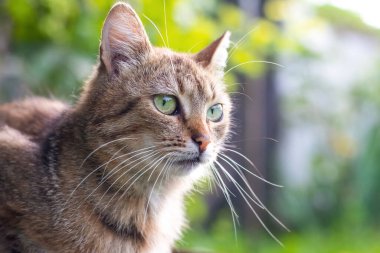 Yeşil gözlü çizgili kedi bahçedeki bulanık arka plana bakıyor.